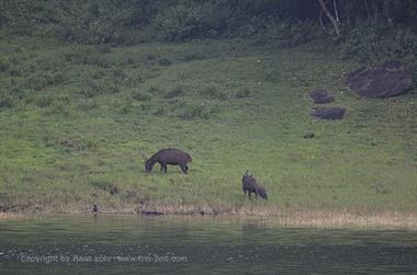 Periyar Lake N.P., Thekkady_DSC7571_H600